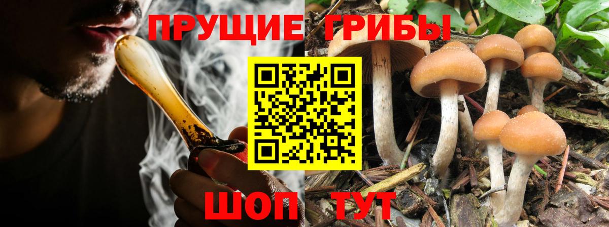 Псилоцибиновые грибы Psilocybine cubensis  Вход с VPN  Элиста 